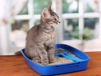 Приучивание котенка к лотку
