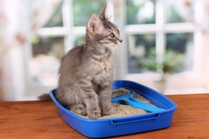 Приучивание котенка к лотку