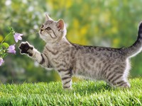 Лечение кошек