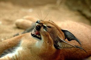 Рысь 