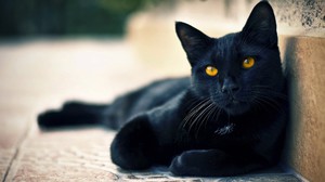 Имена для черных котов