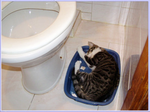 Лоток для кота