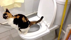 Унитаз для кота