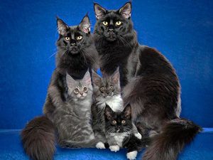 Черные кошки 