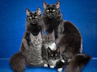 Черные кошки 