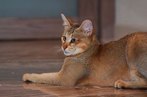 Кошка породы Чаузи