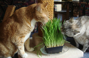 Коты едят траву