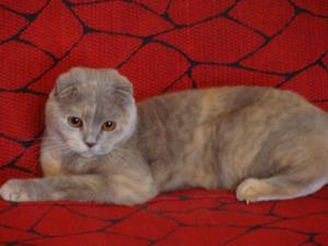 Окраса шотландских вислоухих кошек
