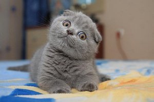 Милы серый шотландский котенок