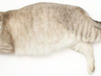 Беременная кошка