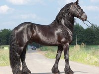 Внешний вид лошади фриз