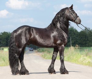 Внешний вид лошади фриз