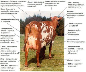 Чем кормить айрширских коров