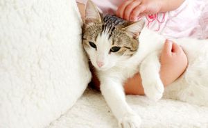 Глисты у кошки: симптомы и выведение