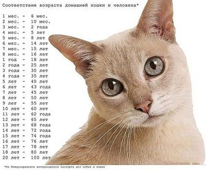 Возраст кошки