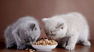 Какой корм выбрать для котенка