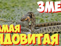 Ядовитые змеи - какие они бывают