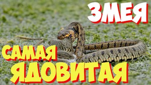 Ядовитые змеи - какие они бывают