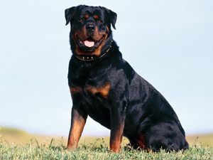 Сидящий ротвейлер