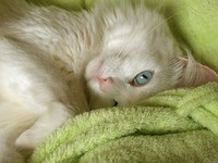 Причны вызывающие мурлыканье