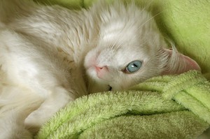 Причны вызывающие мурлыканье