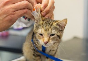 Как вылечить кошку от клещей
