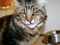 Кот домашний