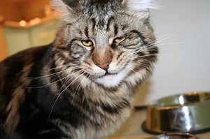Кот домашний