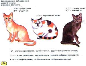 Сколько хромосом у кошек