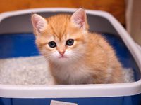 Котенок в лотке