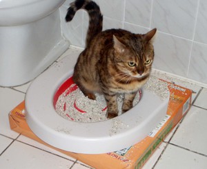 Кошачий туалет 