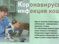 Короновирусная инфекция у кошек симптомы