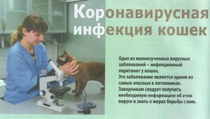 Короновирусная инфекция у кошек симптомы