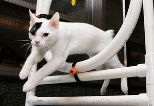 Как дрессировать кошку в домашних условиях