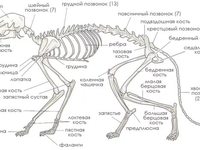 Анатомия  кошек