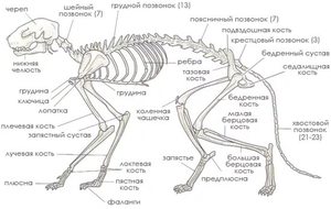 Анатомия  кошек