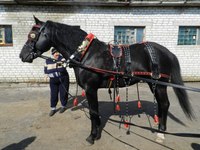 Упряжь конская для лошади