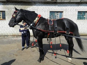 Упряжь конская для лошади
