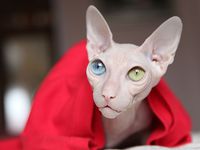 Кошка сфинкс