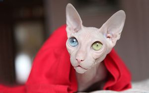 Кошка сфинкс