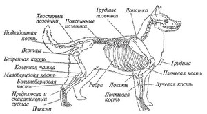Сет собаки