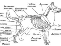 Сет собаки