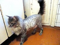 Виды кошачьих стрижек