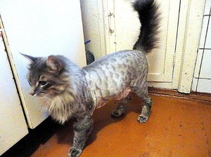 Виды кошачьих стрижек