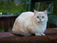 Рост кошек