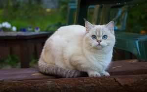 Рост кошек