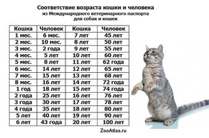 До какого возраста растет кошка