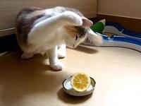 Какие запахи не любят кошки