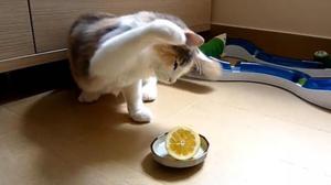 Какие запахи не любят кошки