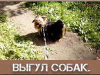 Выгул собак - основные правила